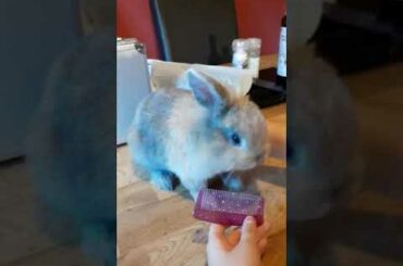 The adventures of Fred and Ted. Do rabbits like having their fur brushed? Let's find out. So cute.