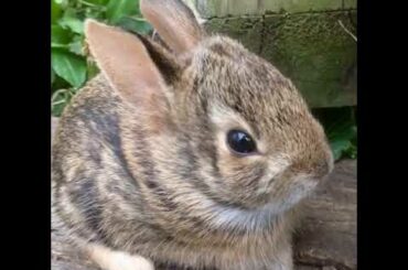 baby bunny in my backyard [cute]