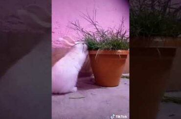 Cute rabbit