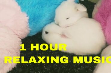 Relaxing Sleep/Meditation/Calm Music/Lovely baby Bunnies playing around/轻松的音乐/موسيقى هادئة