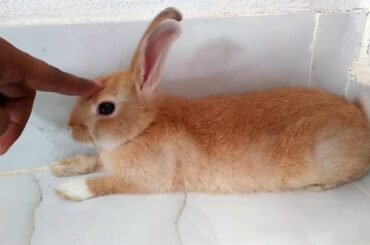 MY CUTE BABY BUNNY RABBIT । ANIMALS WORLD