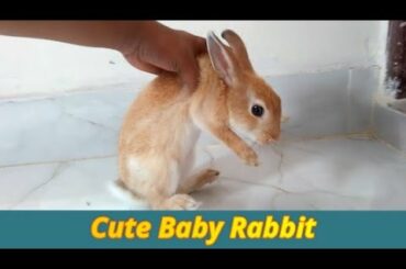 The Cutest Baby Bunny Rabbit Compilation EVER । Animals World