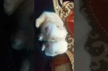 baby bunny 😍