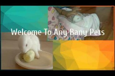 Cute Baby Bunny Eating Grass | 3 Months Old Baby Rabbit Video