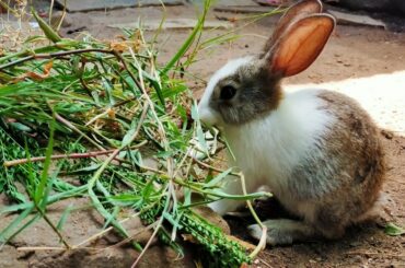 Cute Rabbit eating grass