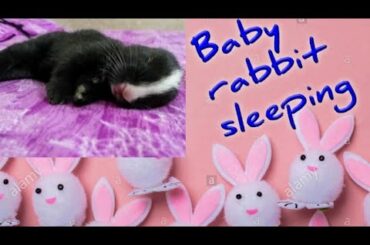 Baby rabbit sleeping l #cute l#funny l