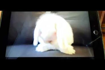 Sweet little baby bunny washing her face