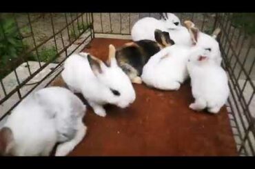 Rabbit baby so cute if you like the watch video