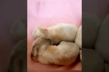 The stages of growth of rabbits babies 2