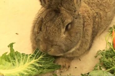Darius the world's largest bunny rabbit