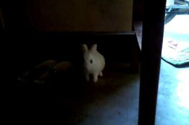 Cute baby rabbit