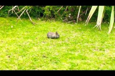 Adorable baby bunnies!
