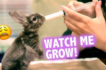 Helping a Baby Bunny Survive After Mother Abandons Her 😭😭😭