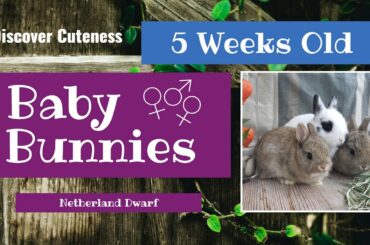 DISCOVER CUTENESS - Baby Netherland Dwarf Bunnies @ 5 weeks old