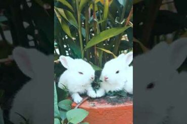 Cute baby bunnies