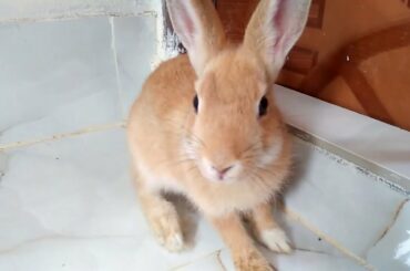 Most Funny and Cute Baby Rabbit Videos Compilation । Animals World