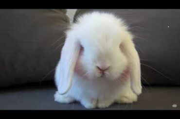Cute Baby rabbit washing face