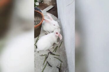 Cute little two baby bunnies boby and rohi is eating a bean