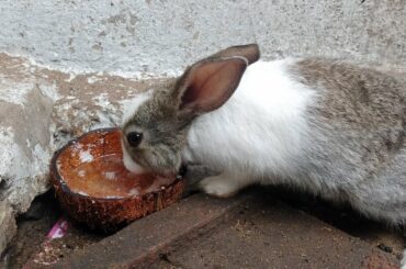 Rabbit drinking water