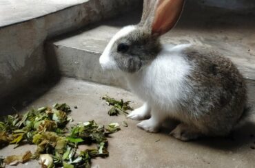 Hungry Rabbit Eating food