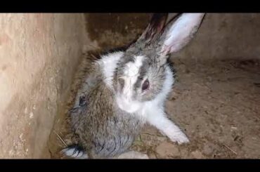 Rabbit cleaning it's Body