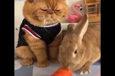 Cute baby bunny rabbits compilation 2020 🐇
