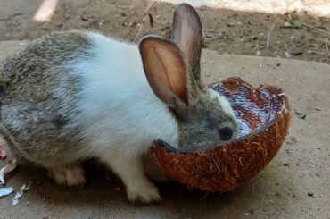 Rabbit Eating.. BUNNY rabbit reaction