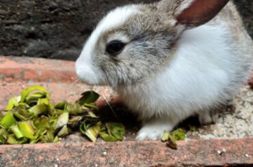 My Rabbit