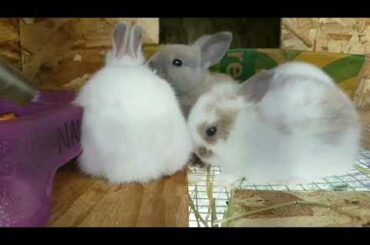 My Baby Bunnies are VERY Curious!😄😄😄