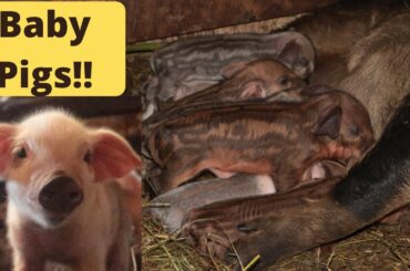 Mangalitsa Pig has piglets!! CUTE BABY PIGS