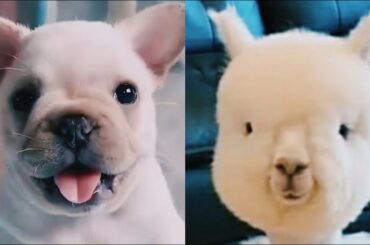 Animals Soo Cute | Cute Baby Animals Videos Compilation | Cutest Movement Of The Animals - Cute TV !