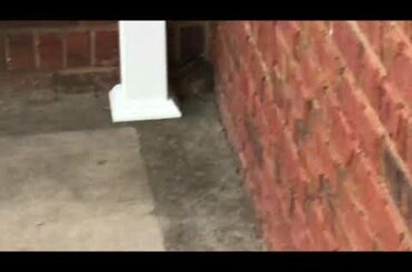 A cute baby bunny sleeping