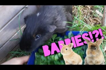 *NEW* BABY BUNNIES!!! PLUS FEEDING