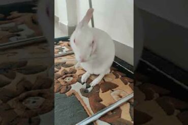 Cute Bunny Washes Her Face