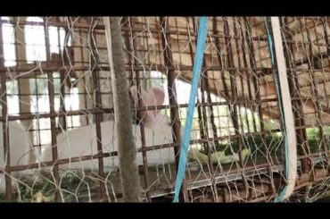 Cute Baby Baby Rabbit Animal/Two months Rabbit inside box