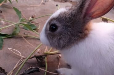 Rabbit Cute Mouth Movement