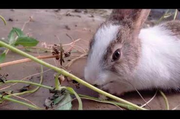 Rabbit Cute Mouth Movement