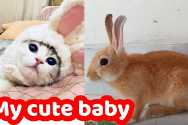 Cutest Baby Bunny Rabbit Compilation EVER । Animals World