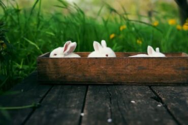 CUTE  BABY RABBITS 💕💕😘