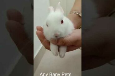 My Baby Rabbit In My Hands | 3 Months Old Rabbit