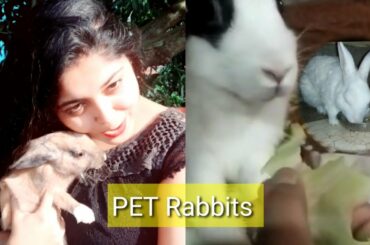 Rabbit birth baby bunnies update || New pet rabbits || Mypetsinfo