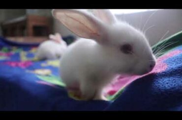 খরগোশ পালন ~ Funny and Cute Baby Bunny video Compilation 2020