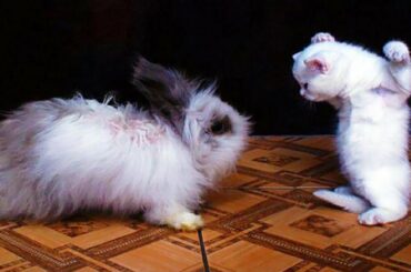 Funny Cat, Dog meet and playing with Rabbit 😸🐰🐶 cute animal videos