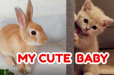 Cute Baby Bunny Washing Her Face । ANIMALS WORLD