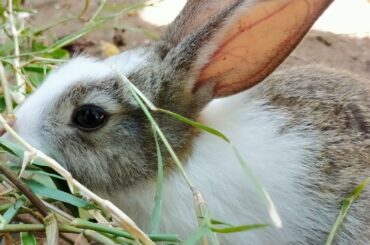Cute Bunny eating