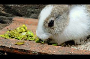 Rabbit Mouth Movement | Cute Rabbit