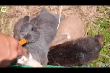 rabbit videos for kids | rabbit videos funny | rabbit videos cute | rabbit videos 2020