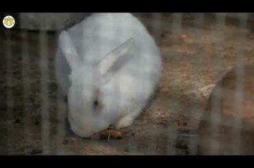 rabbit videos for kids | rabbit videos funny | rabbit videos cute | rabbit videos 2020
