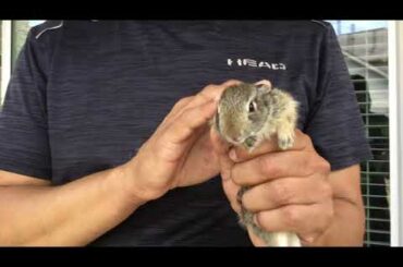 My dad catches a cute baby rabbit!!!