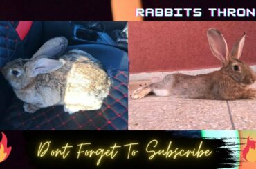 Giant Rabbit Coming When Called - Funny and Cute Bunny Rabbit Videos - Playing And Jumping